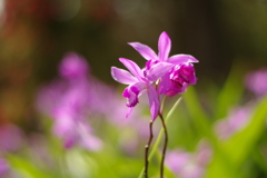 菖蒲