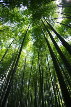 鎌倉 報国寺
