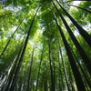 鎌倉 報国寺