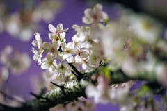 2019夜桜