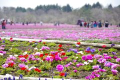 富士芝桜まつり アネモネと芝桜