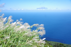 すすきと太平洋