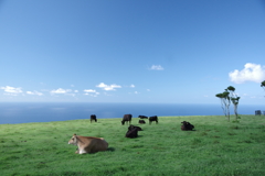 のどかな朝