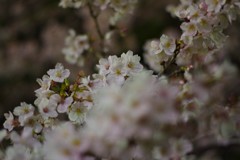 2019夜桜