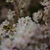 2019夜桜