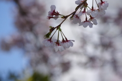 花見散歩
