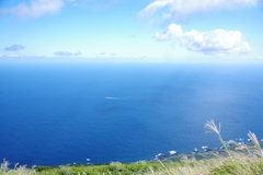 美しい青い海