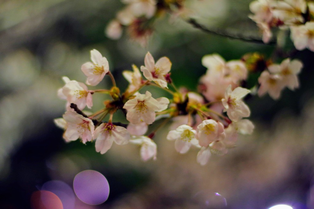 2019 夜桜