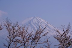 大石公園からのさくらと富士山