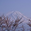 大石公園からのさくらと富士山