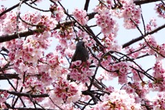 日比谷公園の桜とヒヨドリ