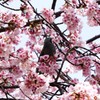 日比谷公園の桜とヒヨドリ