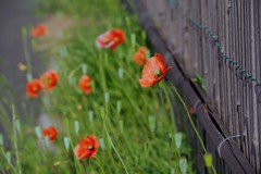 春 近所の公園で
