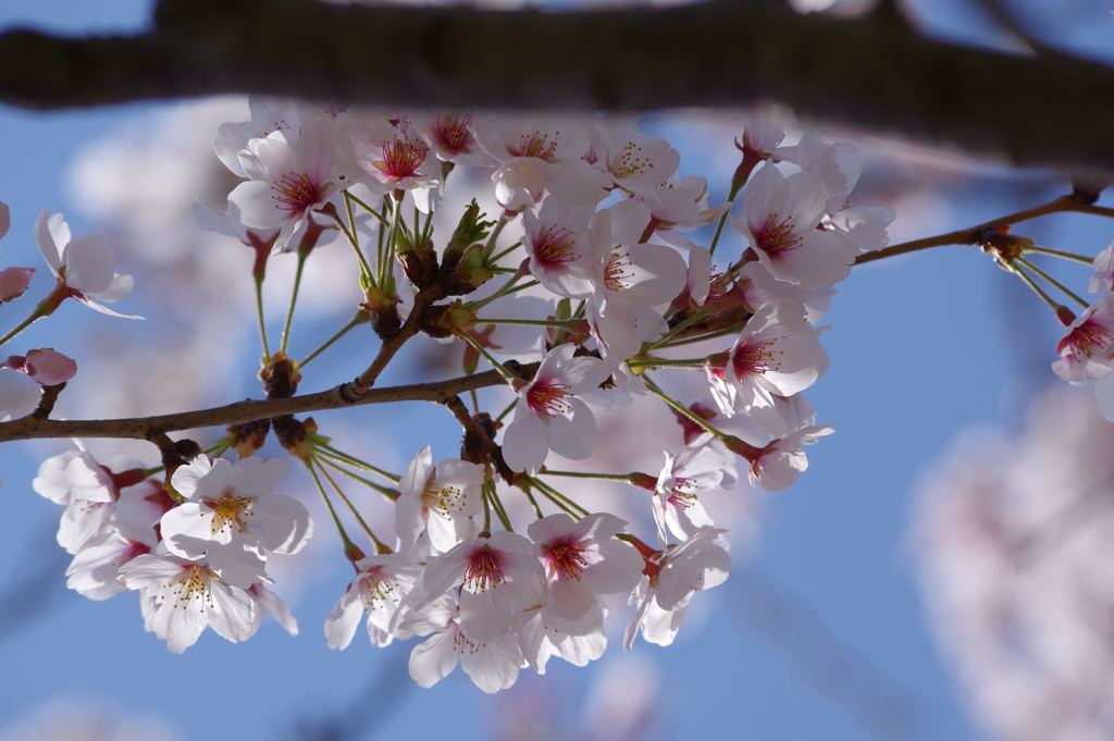 花見散歩