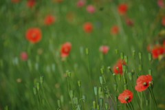 春 近所の公園で
