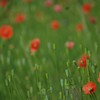 春 近所の公園で