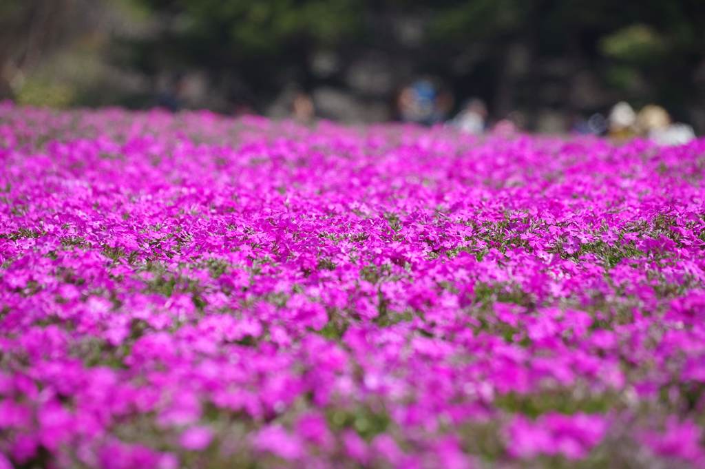 富士芝桜まつり