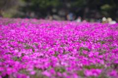 富士芝桜まつり