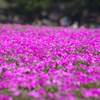 富士芝桜まつり