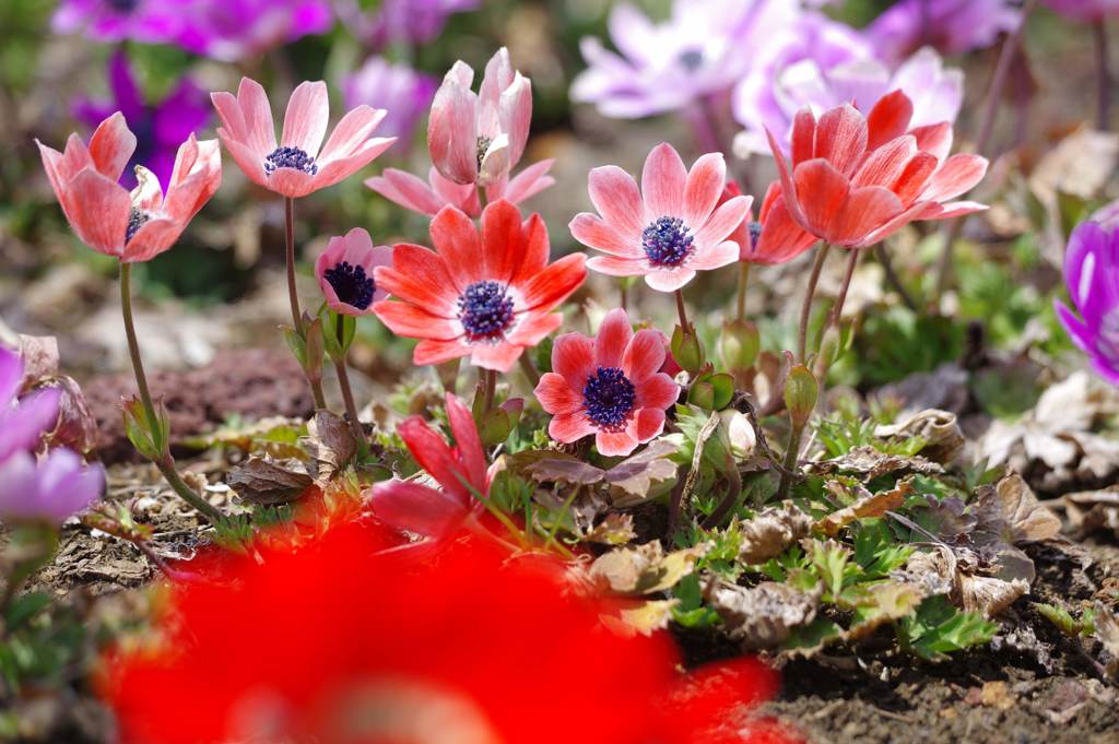 富士芝桜まつり アネモネ