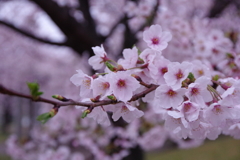 生憎の雨