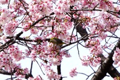 日比谷公園の桜とメジロ