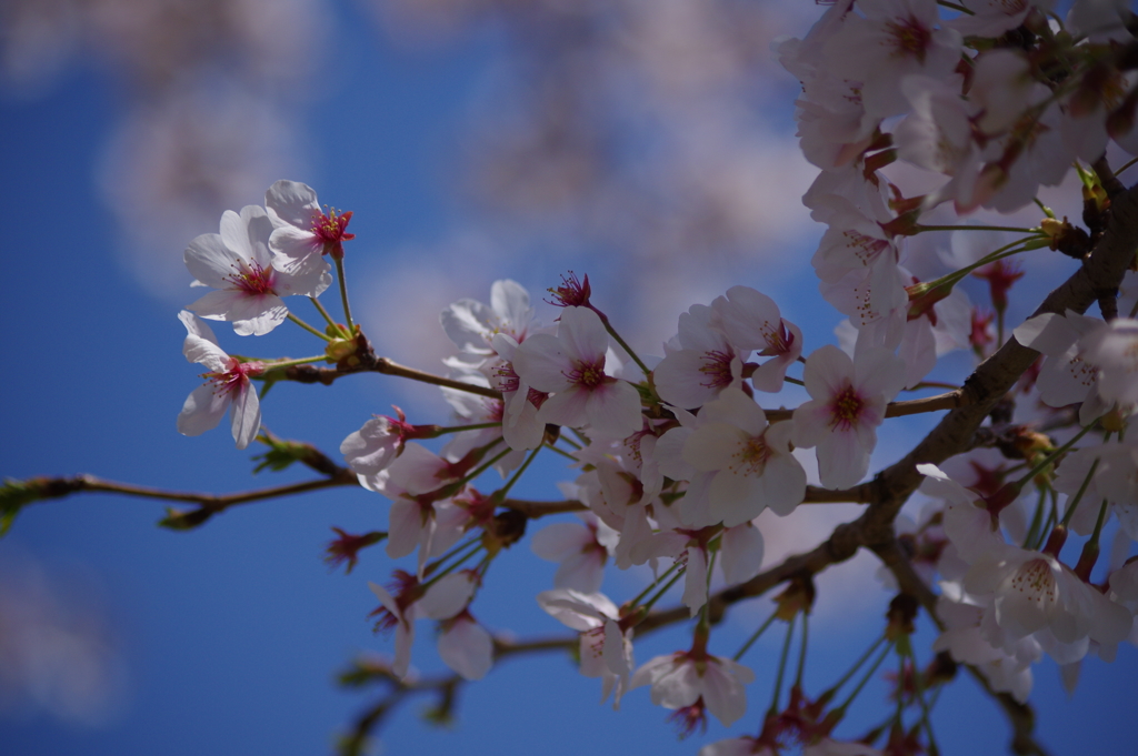 花見散歩