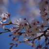 花見散歩