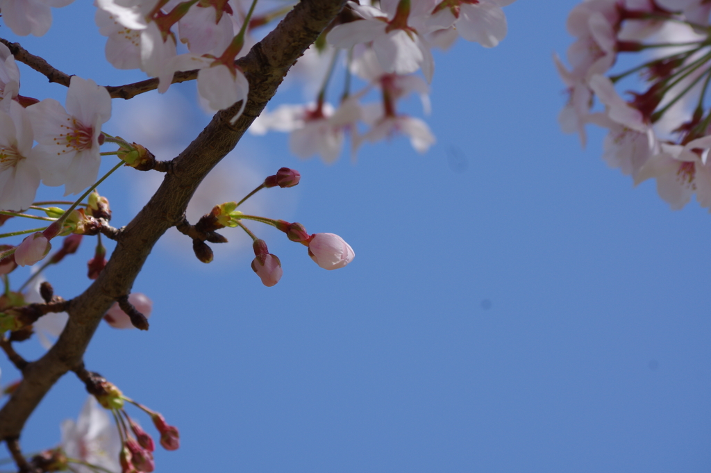 花見散歩