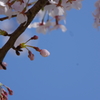 花見散歩