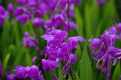 春 近所の公園で