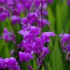 春 近所の公園で