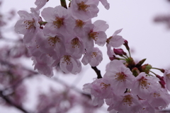 生憎の雨