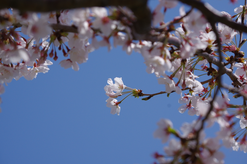花見散歩