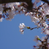 花見散歩