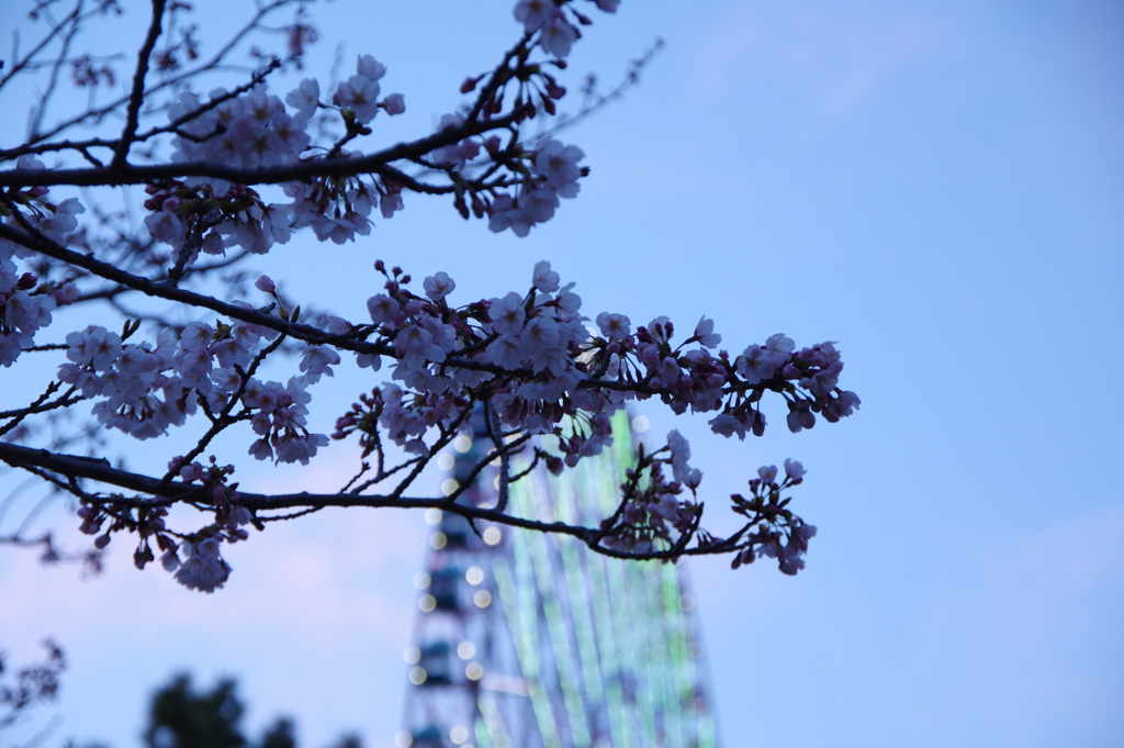 日暮れの桜