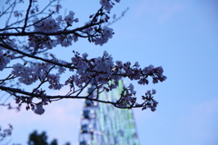 日暮れの桜