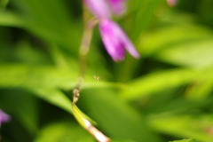虫