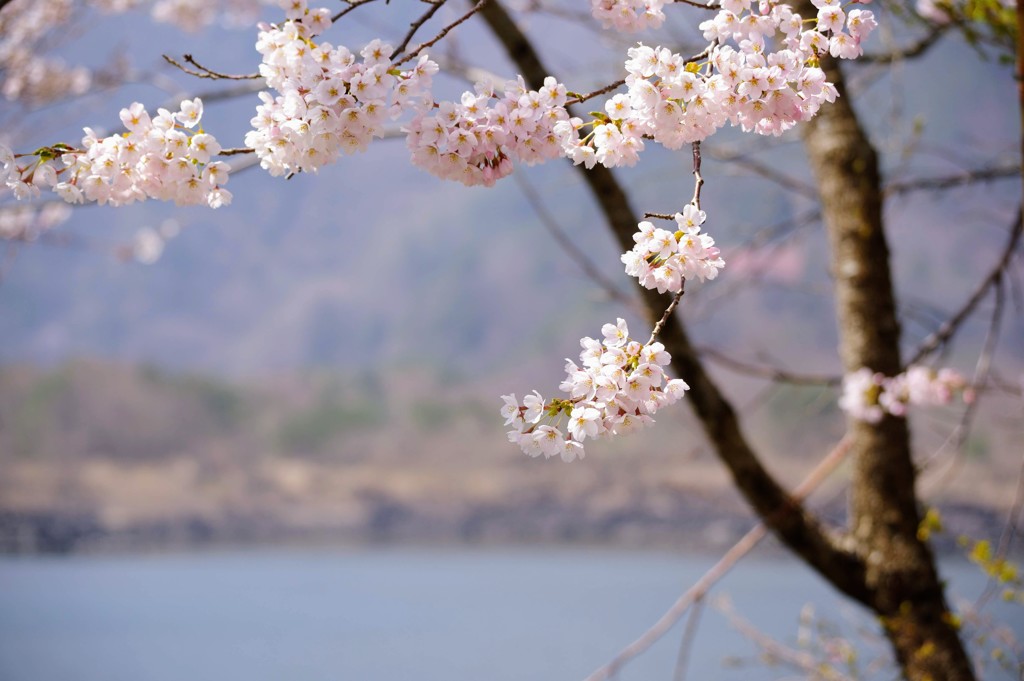 精進湖湖畔の桜