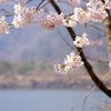 精進湖湖畔の桜