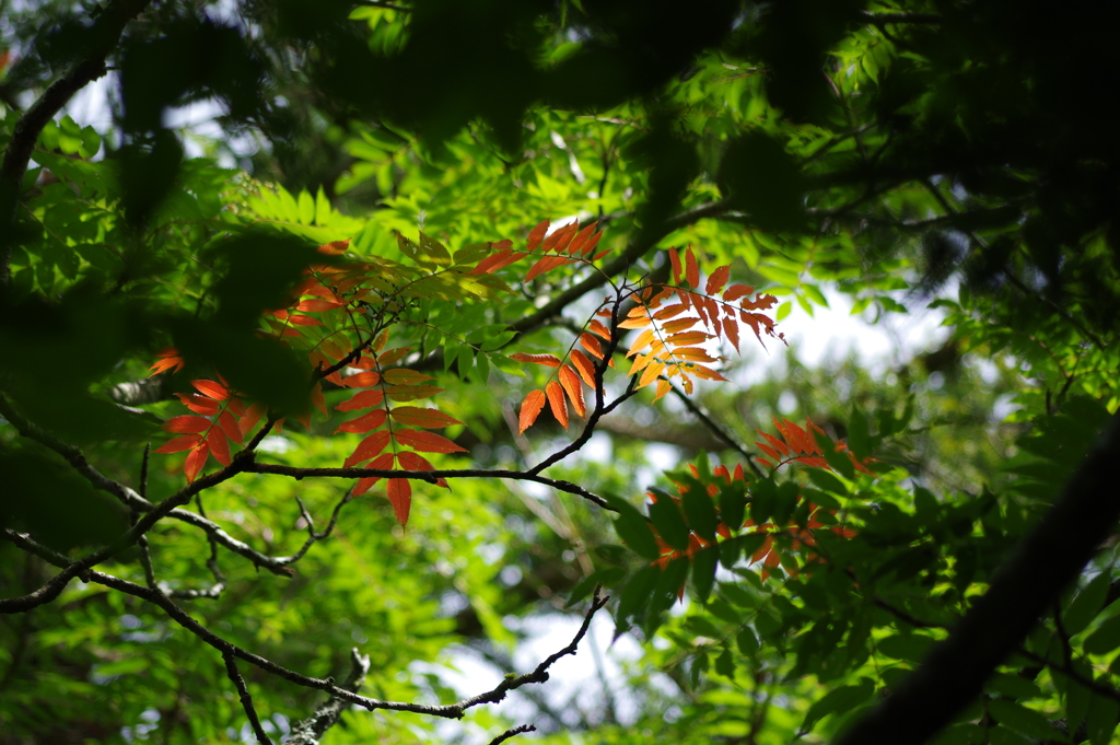 初夏に色づく葉