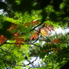 初夏に色づく葉
