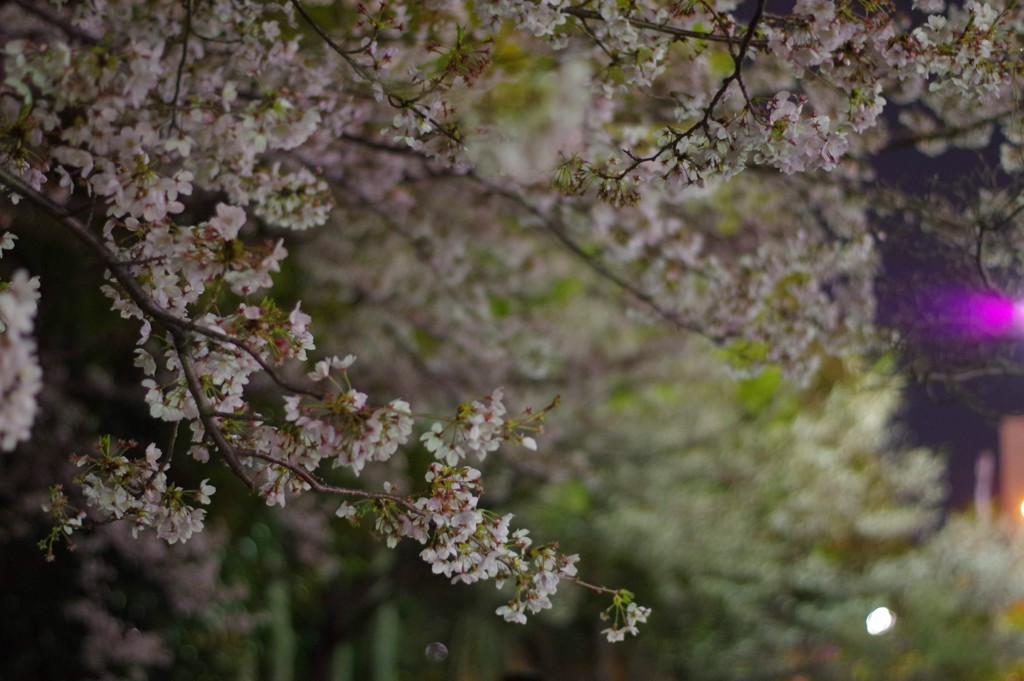 2019夜桜