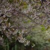 2019夜桜