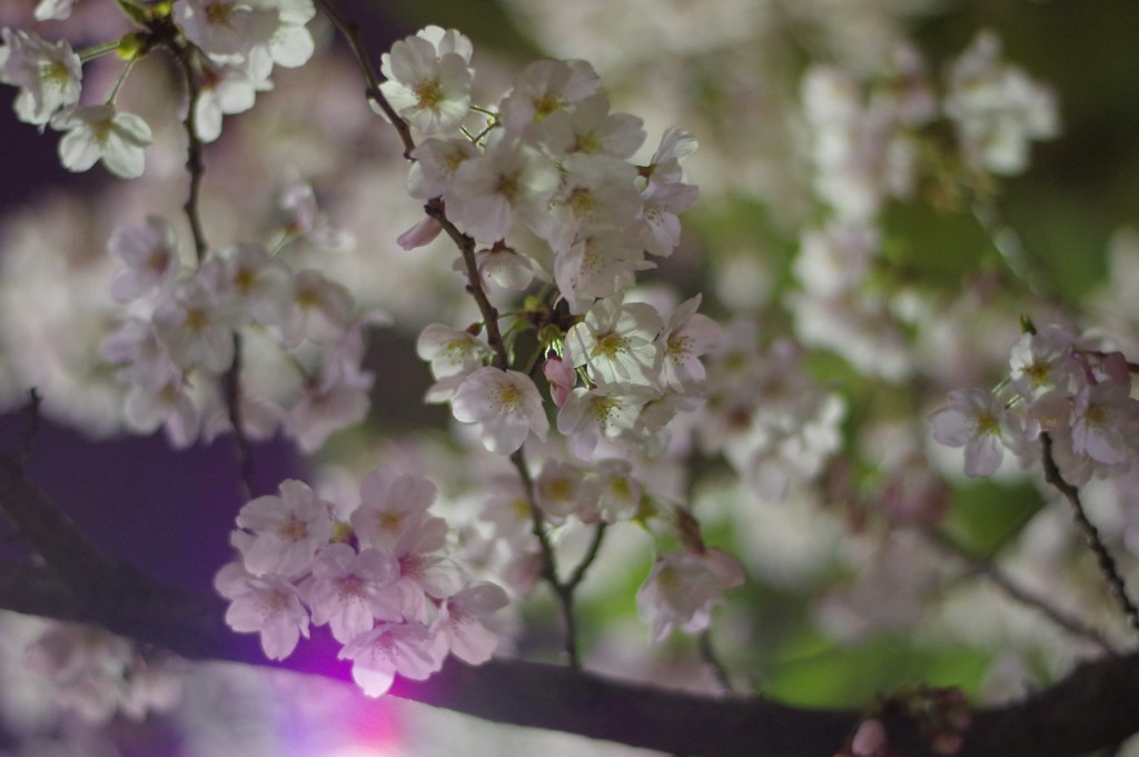 2019夜桜