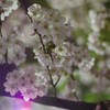 2019夜桜
