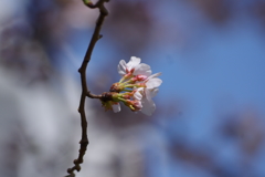 花見散歩