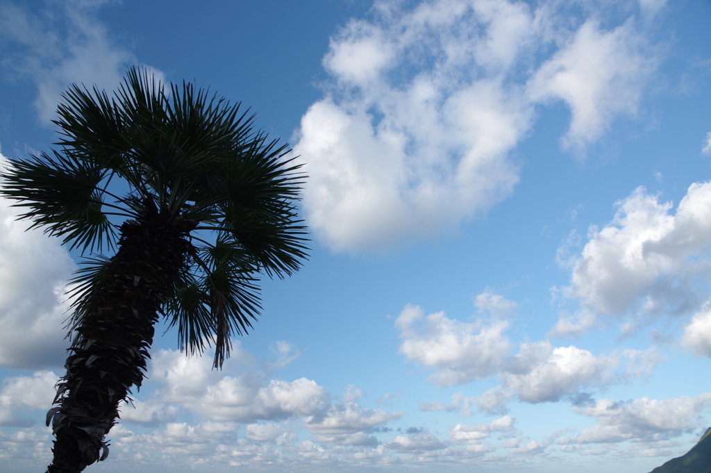 パームツリーと早朝の雲