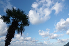 パームツリーと早朝の雲