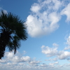 パームツリーと早朝の雲